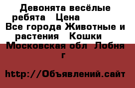 Девонята весёлые ребята › Цена ­ 25 000 - Все города Животные и растения » Кошки   . Московская обл.,Лобня г.